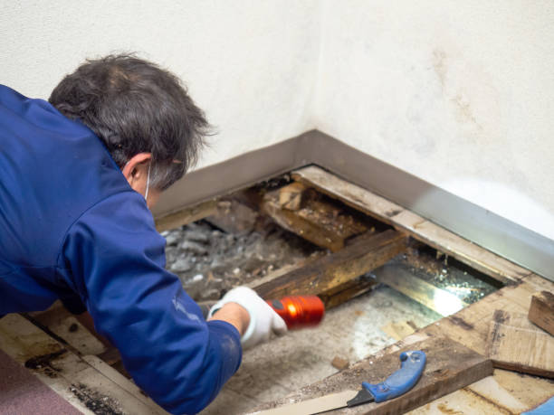 Trusted Mission Viejo, CA Mold Removal Experts