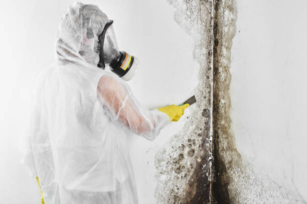 Best Same-Day Mold Removal  in Mission Viejo, CA