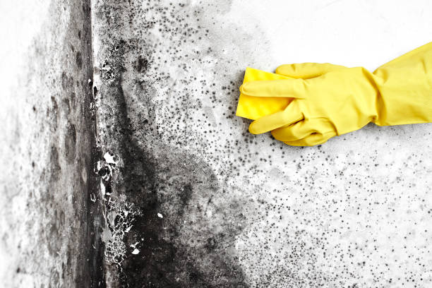 Best Certified Mold Removal  in Mission Viejo, CA