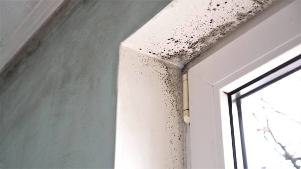 Best Commercial Mold Removal  in Mission Viejo, CA