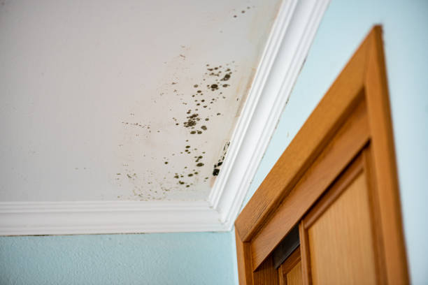 Best Professional Mold Removal  in Mission Viejo, CA