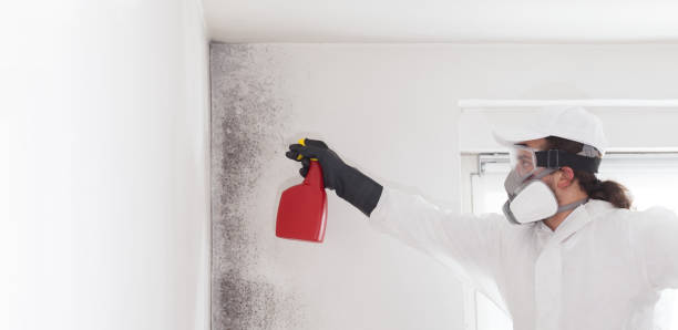 Mold Removal and Inspection in Mission Viejo, CA