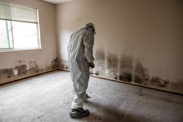 Best Attic Mold Removal  in Mission Viejo, CA